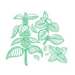 Isolated vector hand drawn set of peppermint and melissa.Mint leaves branches and flowers, spearmint and melissa herbs.Culinary or medical aromatic plant twigs.Botanical elements on a white background © HS