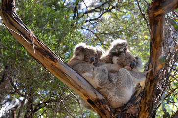 Koala Familie