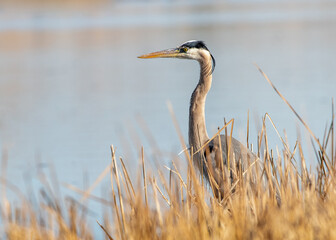 Great Blue Heron in the Marsh