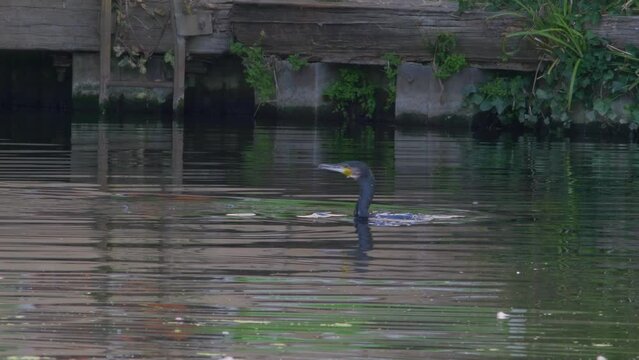 cormorant bird, emerges in town urban river, eats small fish, swims, turns and dives under water