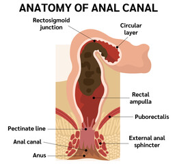 RECTUM AND ANAL CANAL,ANATOMY OF ANAL CANAL