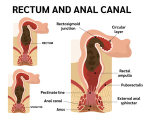 RECTUM AND ANAL CANAL,ANATOMY OF ANAL CANAL