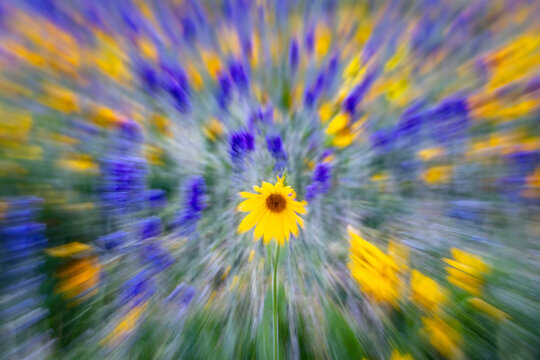 Flower Blur