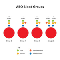 ABO Blood Groups and Red Blood Cell Antigens