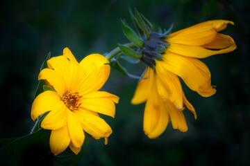 Mule's Ear Portrait
