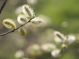 Pussy willow branch with catkins - 732737536