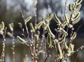 Willow twigs with buds - 732737542