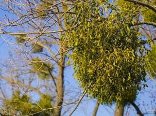 Mistletoe on the branches - 732737906
