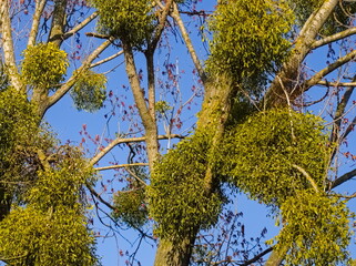 Mistletoe on the branches - 732738116