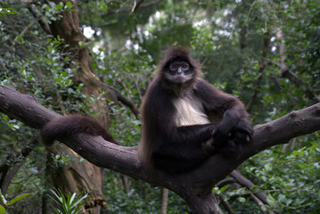 Obraz premium Black headed spider monkey sitting on a tree branch and looking in to the camera