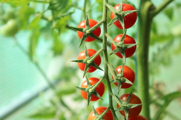 Tomato, branch with tomatoes. Harvest of small red cherry tomatoes. ripe tomato