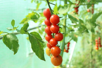 Tomato, branch with tomatoes. Harvest of small red cherry tomatoes. ripe tomato