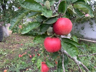 red apples on a tree