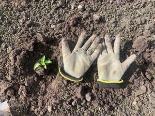 gloves on the ground