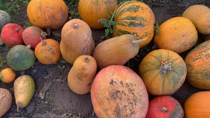 pumpkin on the market