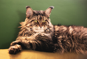 Portrait of maine coon cat