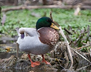 Pato fotografía de mundo natural en lago