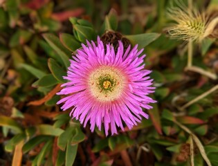 Obraz premium lush colors of magenta-pink hardy iceplant up close
