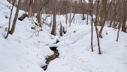 円山原始林にて（北海道札幌市中央区）