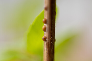 Coccus hesperidum insect infestation on basil plant - close up with selective focus