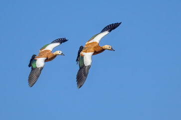 A pair of ruddy shelducks, Tadorna ferruginea, flying together in unison with spread wings, the upper wing-coverts are white, top side view, Fuerteventura, Canary Island, Spain