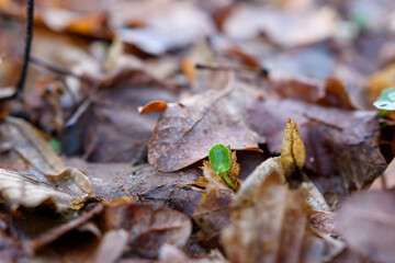 mały podłużny świeży zielony listek kiełkuje i rośnie wśród jesiennych brązowych suchych liści makro bokeh - obrazy, fototapety, plakaty