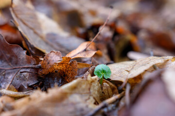mały okrągły świeży zielony listek kiełkuje i rośnie wśród jesiennych brązowych suchych liści makro bokeh - obrazy, fototapety, plakaty