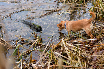 Mały rudy pies pije wodę z jeziora wśród trzcin - obrazy, fototapety, plakaty
