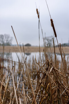 jesienna pałka szerokolistna Typha latifolia w tle widoczna woda i trawa