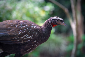 White-browed Guan bird (Penelope jacucaca)