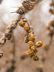 Nahaufnahme von reifen Zapfen an Zweigen der Amerikanische L&auml;rche (Larix laricina).