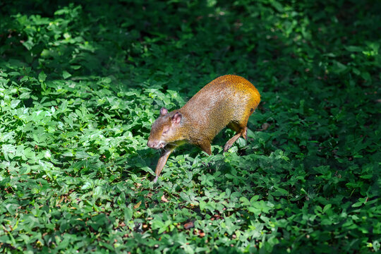 Azara's Agouti (Dasyprocta azarae) - South America rodent