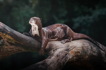 Giant River Otter (Pteronura brasiliensis)