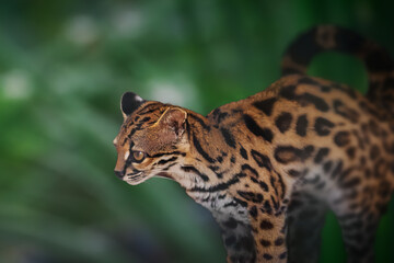 Naklejka premium Margay (Leopardus wiedii) - Central and South America wild cat