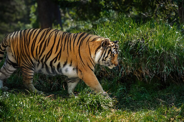 Bengal Tiger (Panthera tigris tigris)