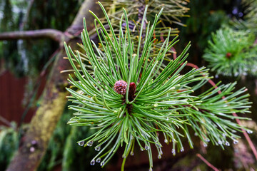  sosna gałąź makro bokeh © DP.REPORT