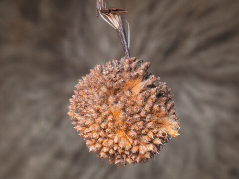 Detailreiche Nahaufnahme eines runden Fruchtverbandes mit reifen Samen der Ahornblättrige Platane (Platanus × hispanica).