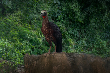 White-crested Guan bird (Penelope pileata)