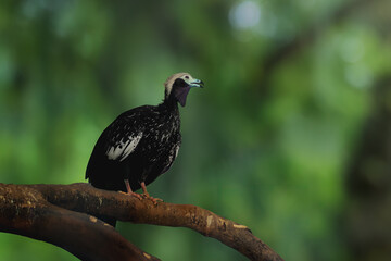 Blue-throated Piping Guan (Pipile cumanensis)
