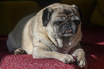old pug lying on the sofa, a ray of sunshine 8
