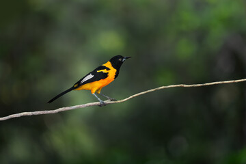 Campo Troupial bird (Icterus jamacaii)