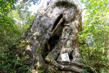 Mt. Tachu in Yakushima island