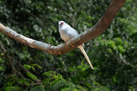 Diamond Dove bird (Geopelia cuneata)