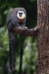 Vieira's Titi Monkey (Plecturocebus vieirai)