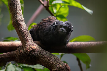 Black Tamarin monkey (Saguinus niger)