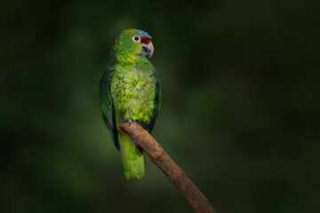 Red Lored Amazon parrot (Amazona autumnalis)