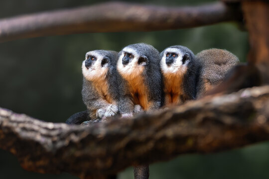 Three Vieira's Titi Monkeys (Plecturocebus vieirai)