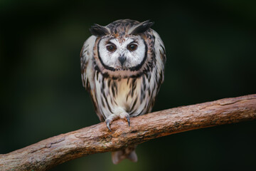 Striped Owl (Asio clamator) - Bird of Prey