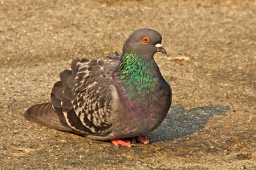 Rock Pigeon sitting on pavement in Carmel and are extremely common doves in California