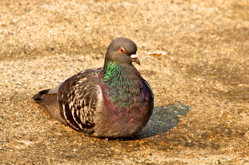 Rock Pigeon confidently sits in parking lot. They are extremely common in California